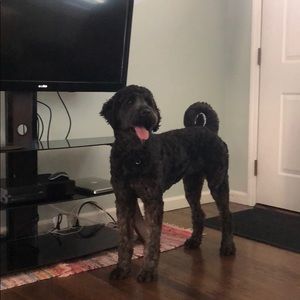 Meet your Posher, Robert